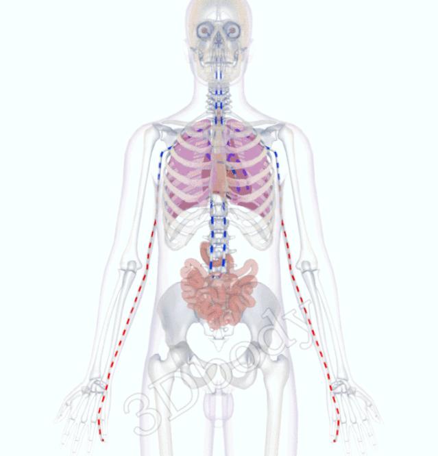 3d经络循行图讲解,阴维脉与阳维脉3d循行动态走向图