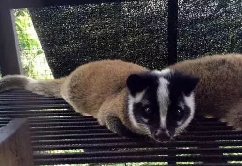 野生蝙蝠都吃什么,十大不能吃的野生蝙蝠