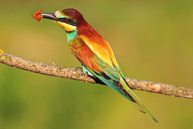 圣经中形容不跟嫉妒的人一般见识,圣经中形容固执不听劝的人