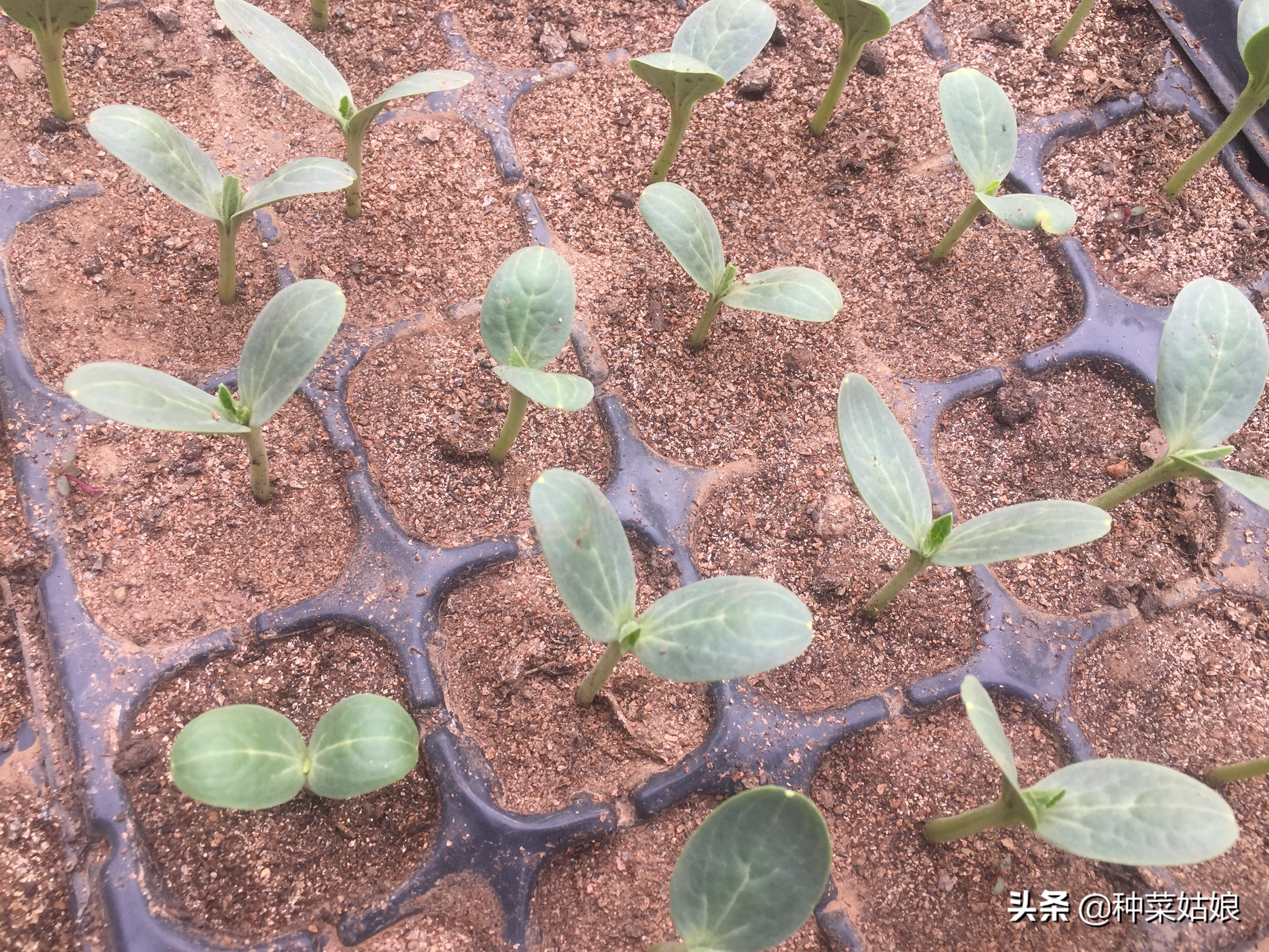 育苗菜怎么避免徒长,蔬菜徒长的最佳方法