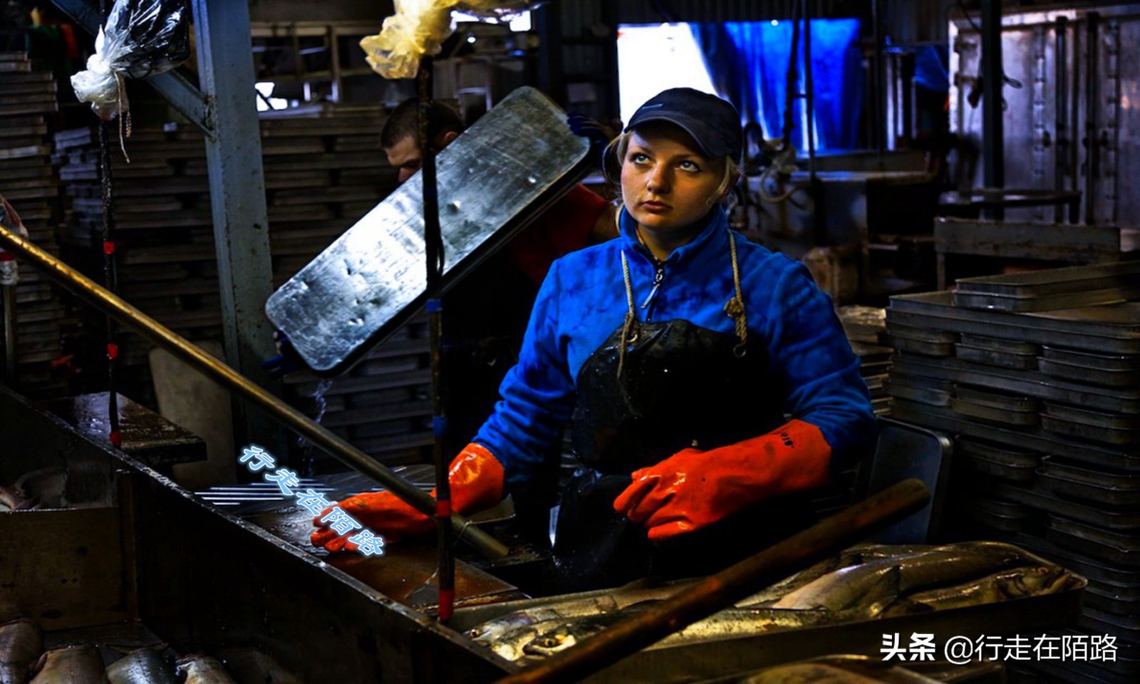 海参崴的渔业资源：挨枪子也要非法捕捞，一次利润数万元