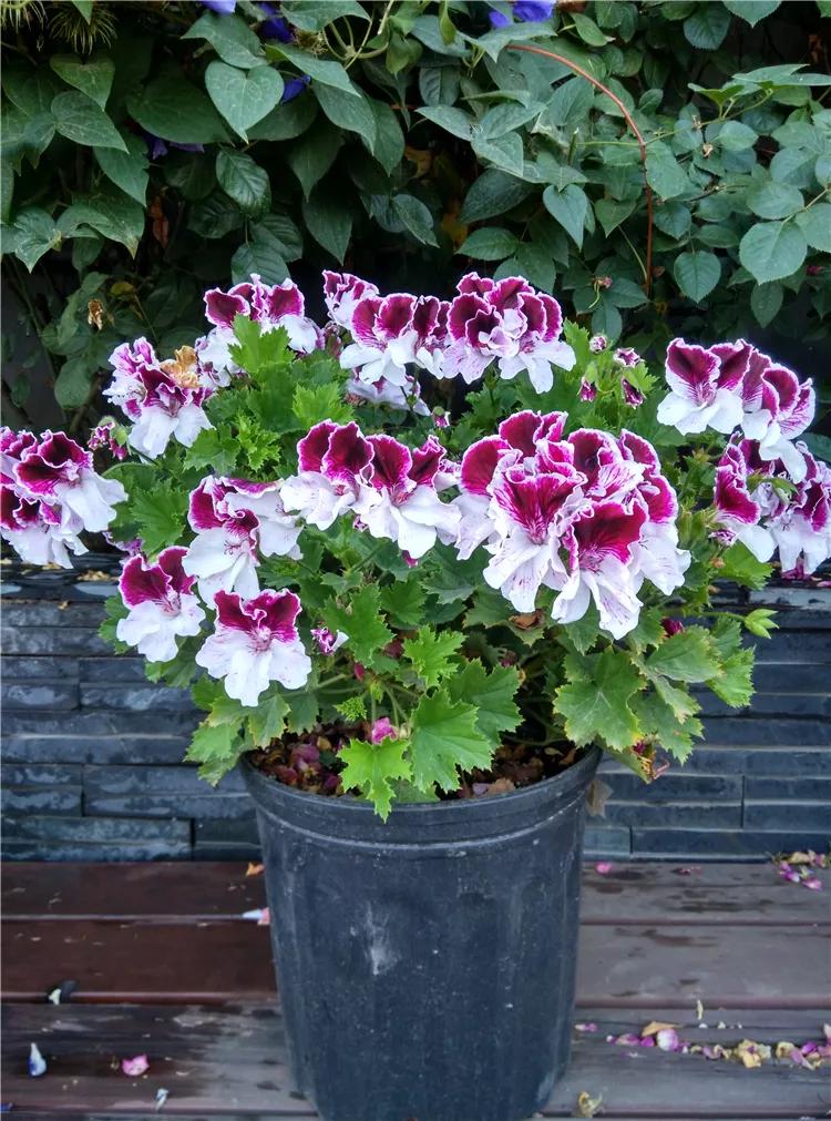 10种天竺葵,天竺葵100种图片大全