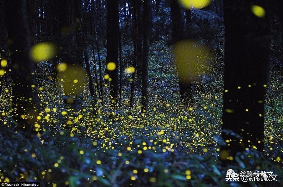 萤火虫是黑夜里的天使,萤火虫是绿色的光芒