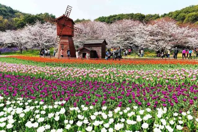 南通赏樱,江苏樱花景区介绍