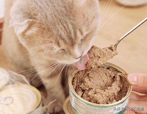 猫口炎一定要满口拔牙吗,猫口炎怎么治疗效果最好