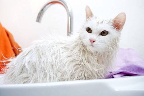 猫咪不能勤洗澡怎么清洁,猫咪不怕洗澡可以经常洗吗