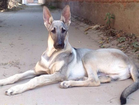 世界上所有的狗品种图片,世界最名贵的狗前十名及其简介