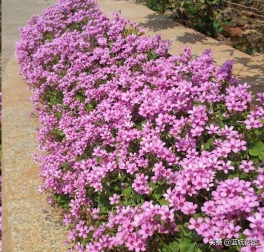 这4种花适合种在庭院中,庭院野草太多想种草皮