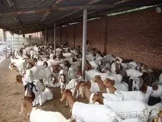 喂羊的尿素和种地的尿素一样吗,尿素喂羊兑水使用方法