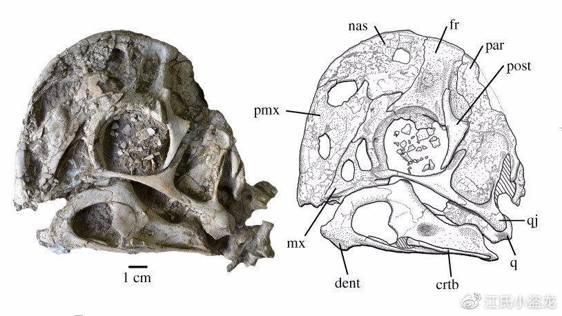 怪兽恐龙化石图片大全,恐龙化石里的怪兽
