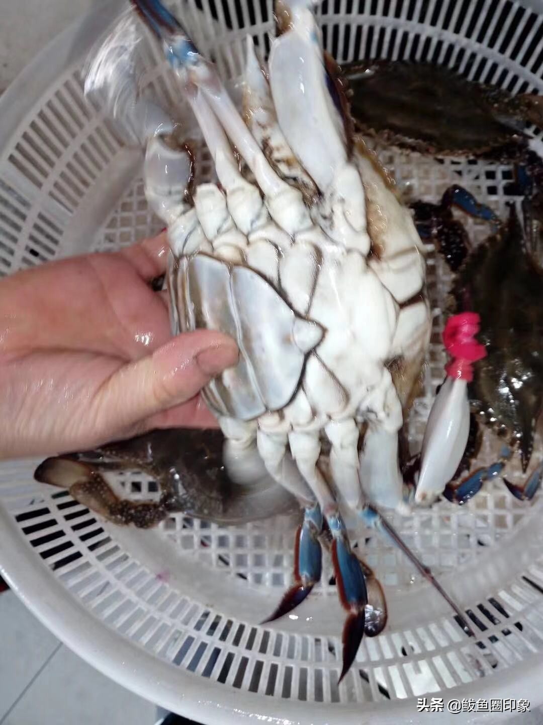 鲅鱼圈鞍钢海鲜市场,鲅鱼圈鞍钢小市场