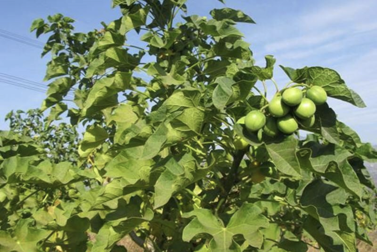 农村这种野货一斤能卖4000元,农村一种野草12一斤成稀罕货