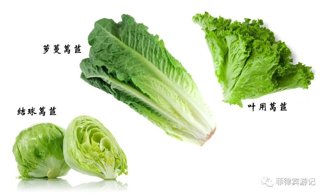 菲律宾青菜价格表,菲律宾蔬菜为什么那么贵