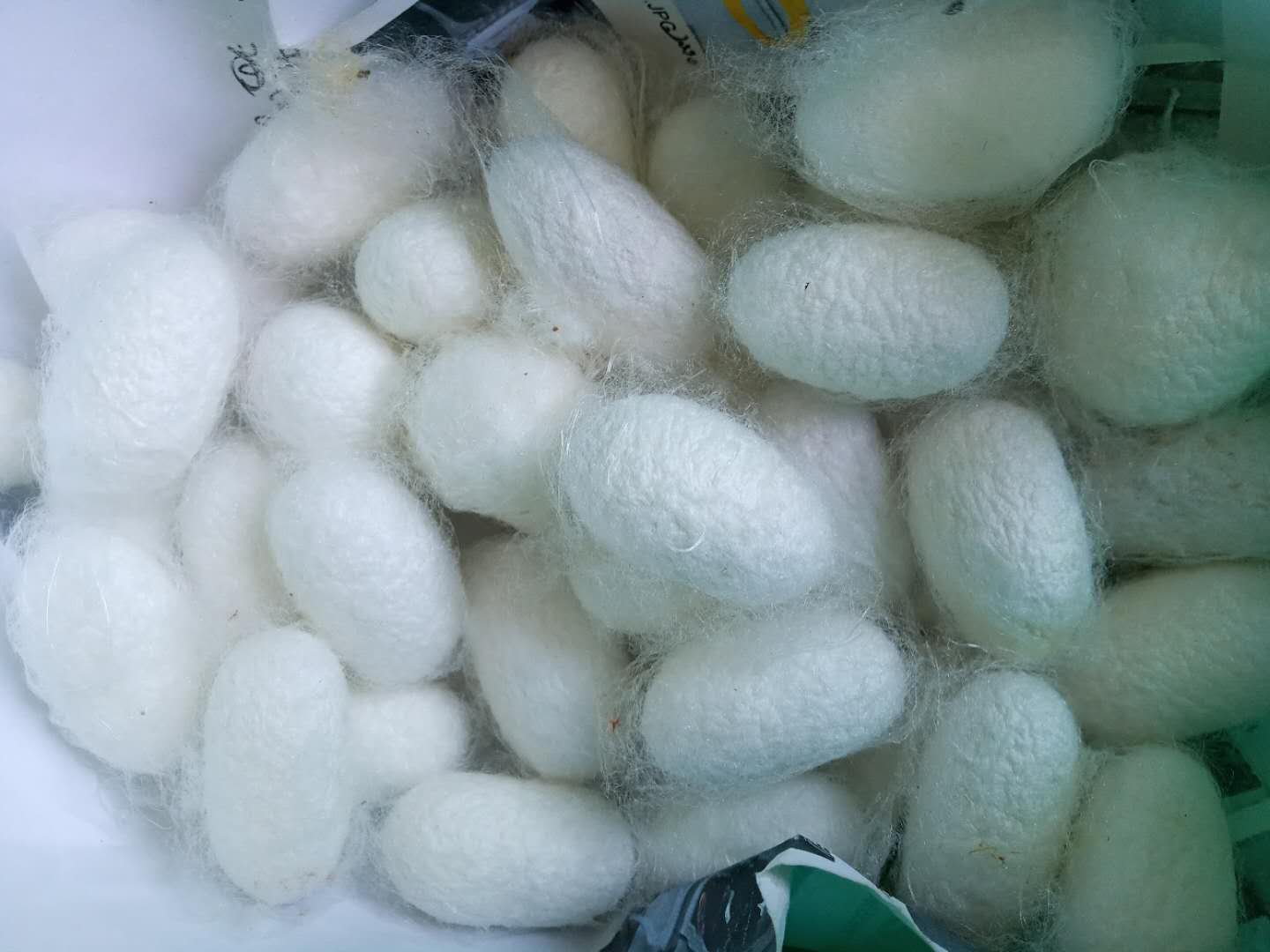 让孩子养个蚕宝宝,小学生在家里怎么养蚕宝宝