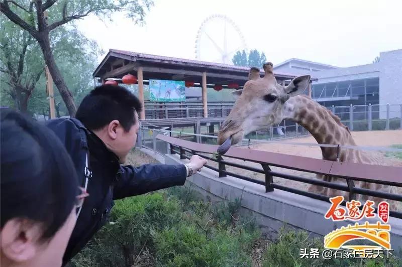 石家庄七夕一日游最佳去处,七夕适合情侣去的地方石家庄