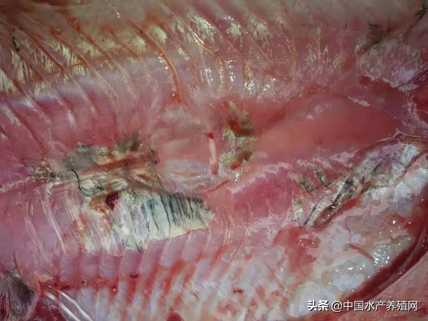 养殖户治不好鱼病的五大误区,水产常见鱼病