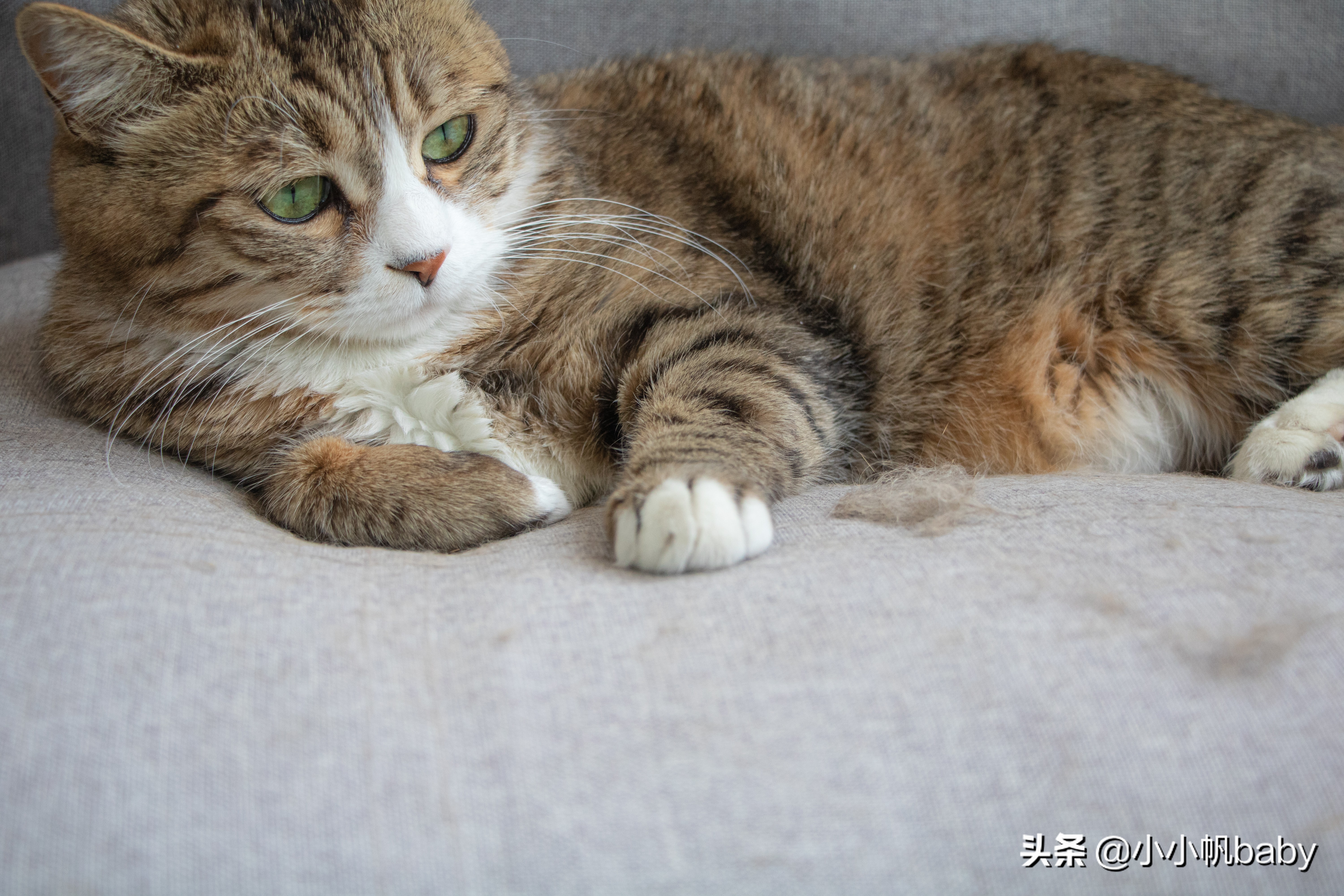 撸猫工具电动,戴森dyson吸尘器推荐