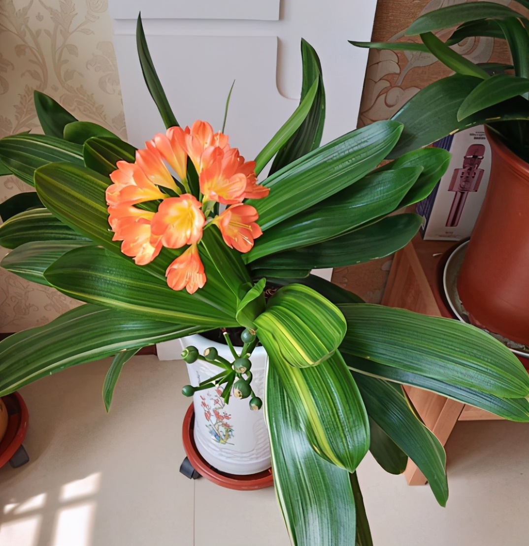 君子兰怎样养护可以长期不用换盆,养君子兰啥时候换盆最合适