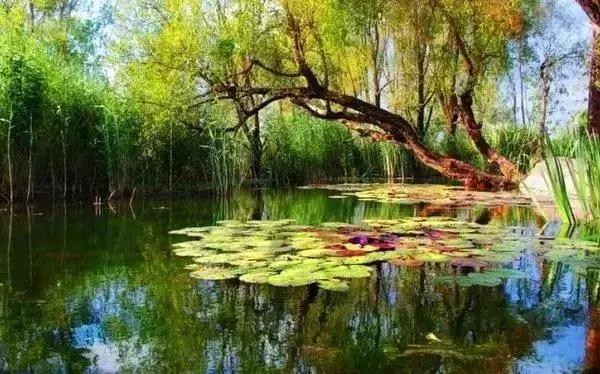 西昌邛海湿地公园旅游线路,西昌邛海湿地属于哪个省