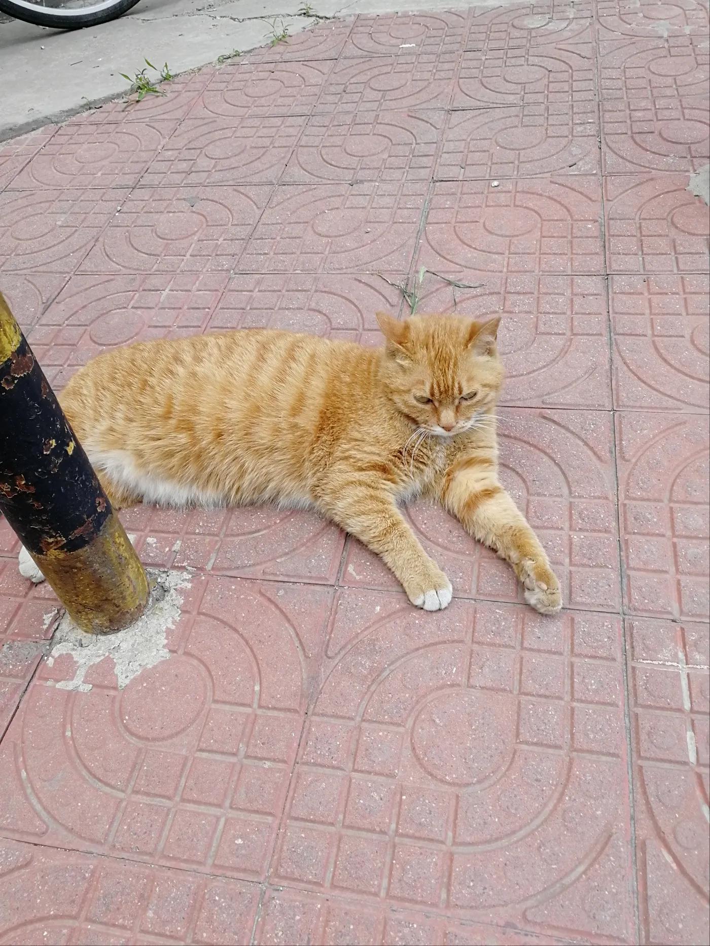 一只肌肉的橘猫,一只大橘猫