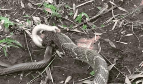 菜花蛇没毒为什么是蛇王,菜花蛇无毒为何被称为百蛇之王