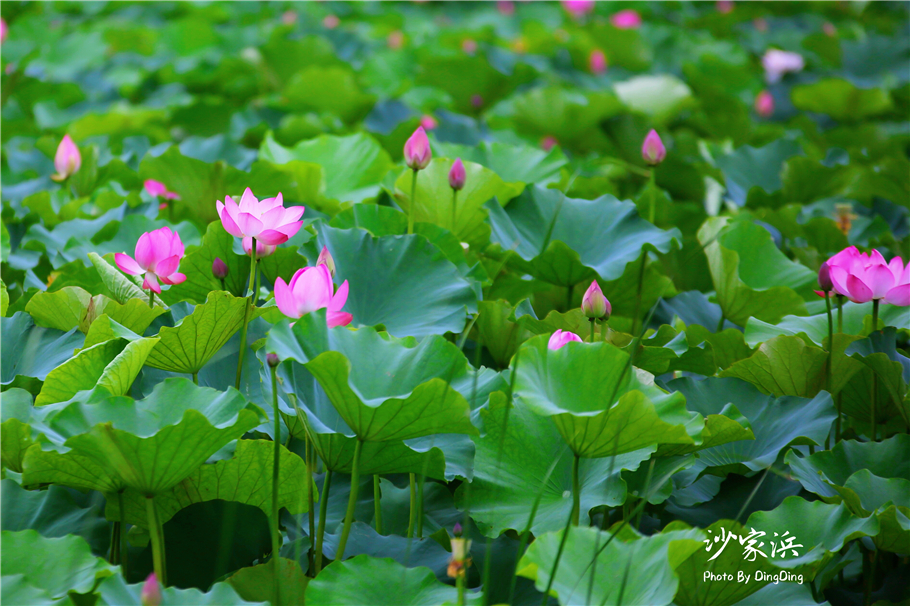 常熟哪里有荷花,江苏常熟荷花景区