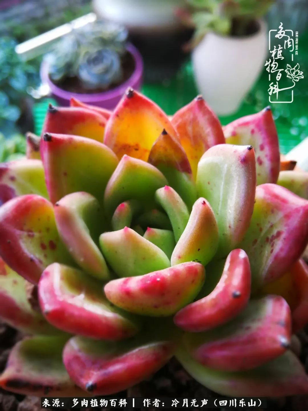 时光见证多肉故事,关于多肉的故事