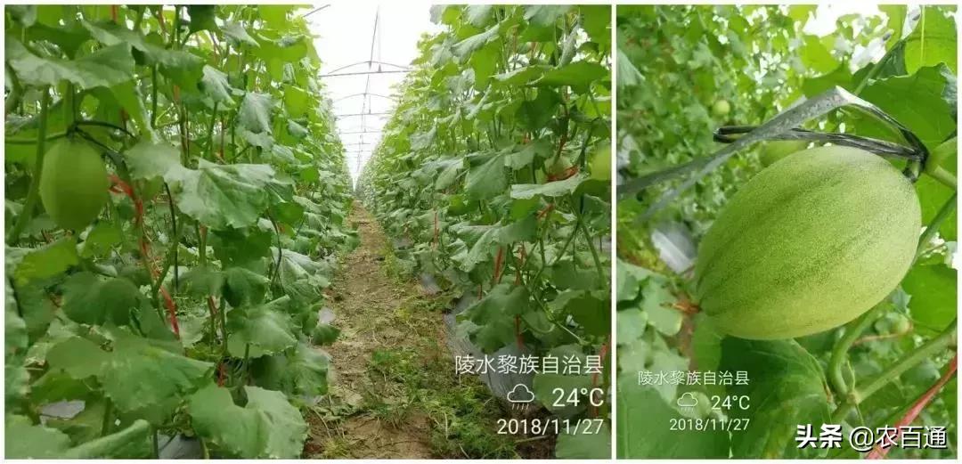 哈密瓜细菌性角斑病发病特性、防控方案及田间示范分享