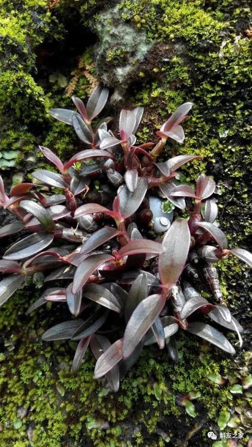 石斛兰最受不了的那种水!涨知识了