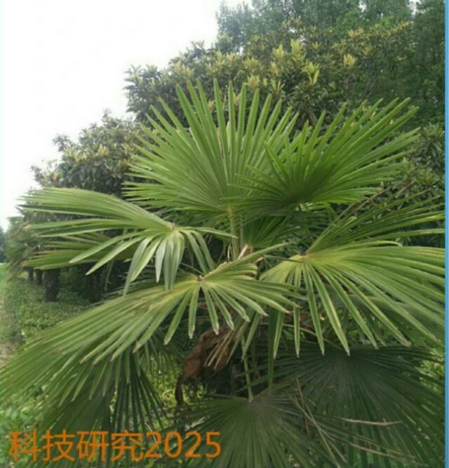 芭蕉树用什么土壤,芭蕉树的价值和功效