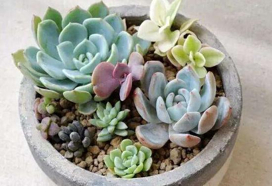 多肉淋雨了怎么处理,多肉夏季淋雨了要怎么处理