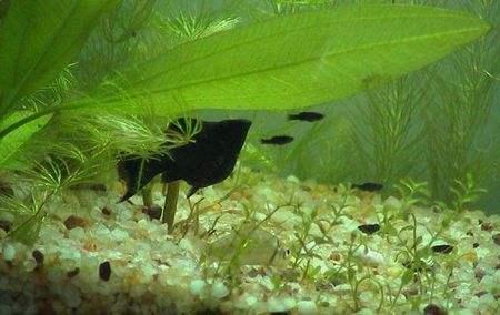 刚出生的孔雀鱼有针尾怎么处理,小孔雀鱼针尾会传染给大鱼吗