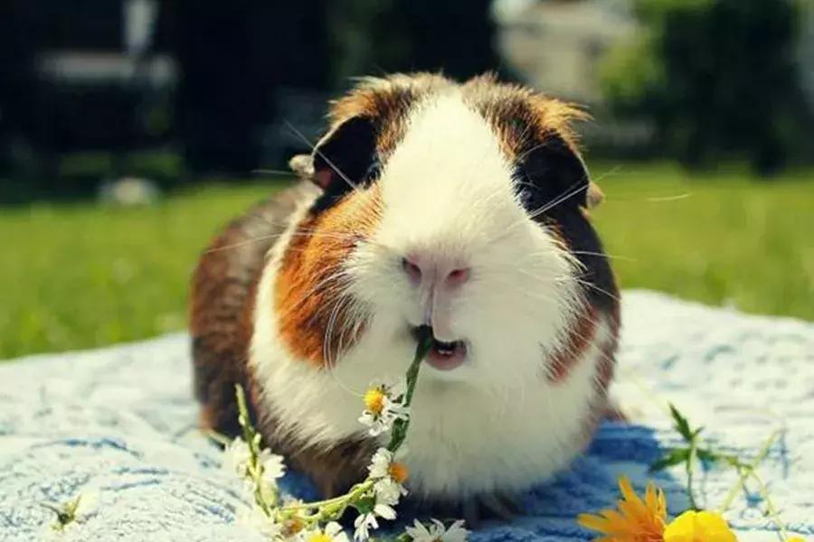 你了解豚鼠吗,豚鼠最大的缺点是什么