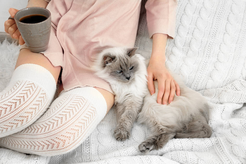 猫咪怎么和小猫咪相处,猫咪怕人不进食