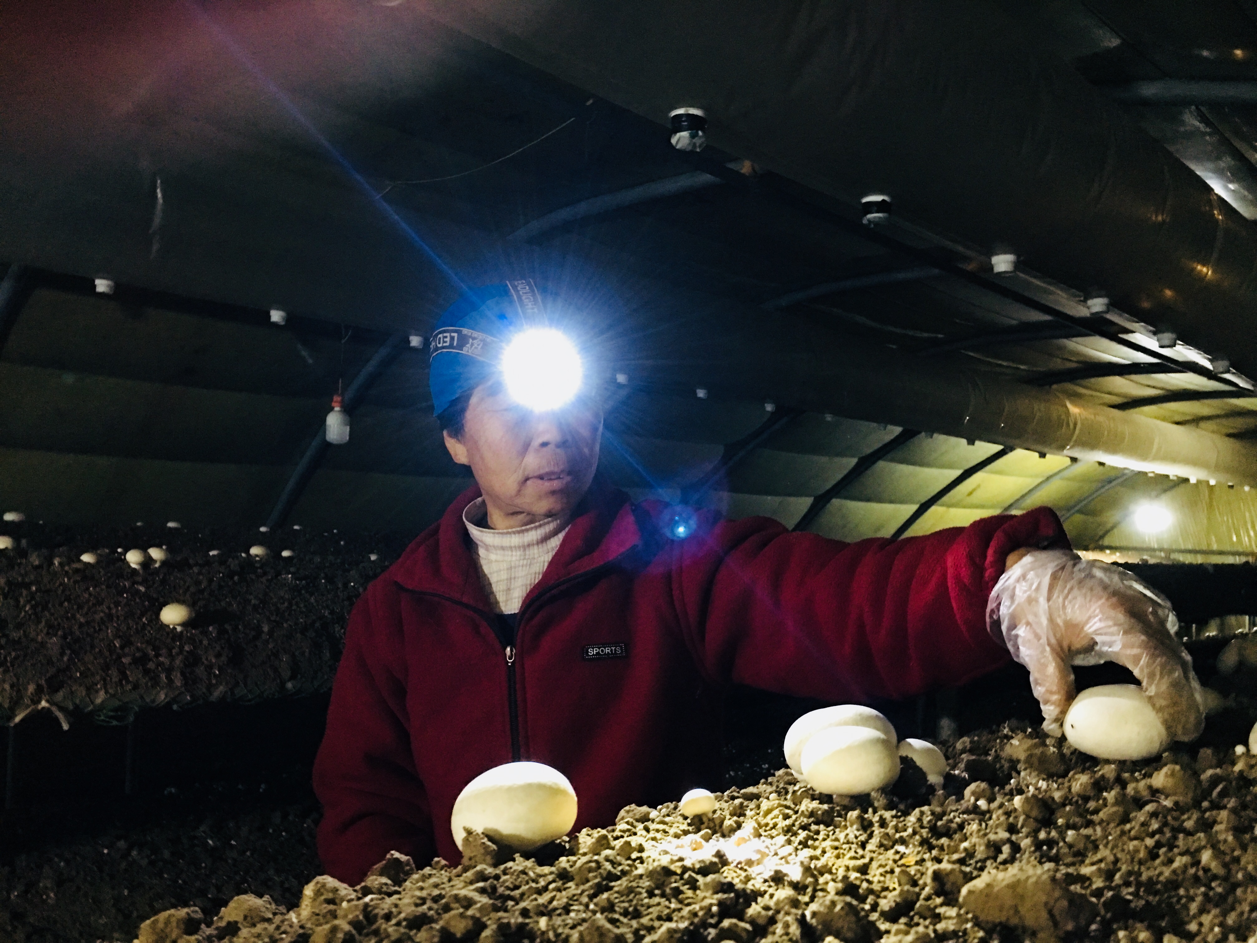 菌菇种植促乡村振兴,河北食用菌产业撑起群众致富伞