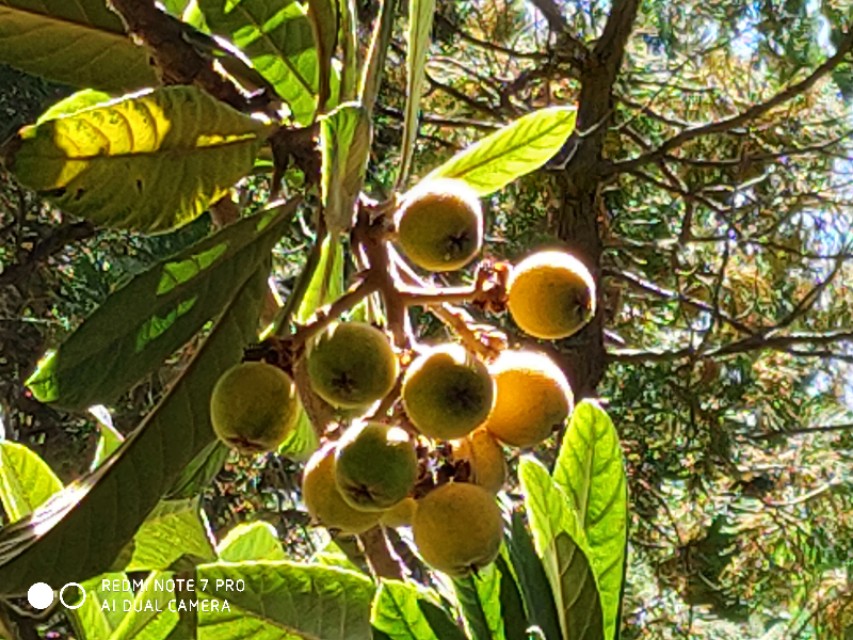 家乡的枇杷黄了,临安哪里有枇杷