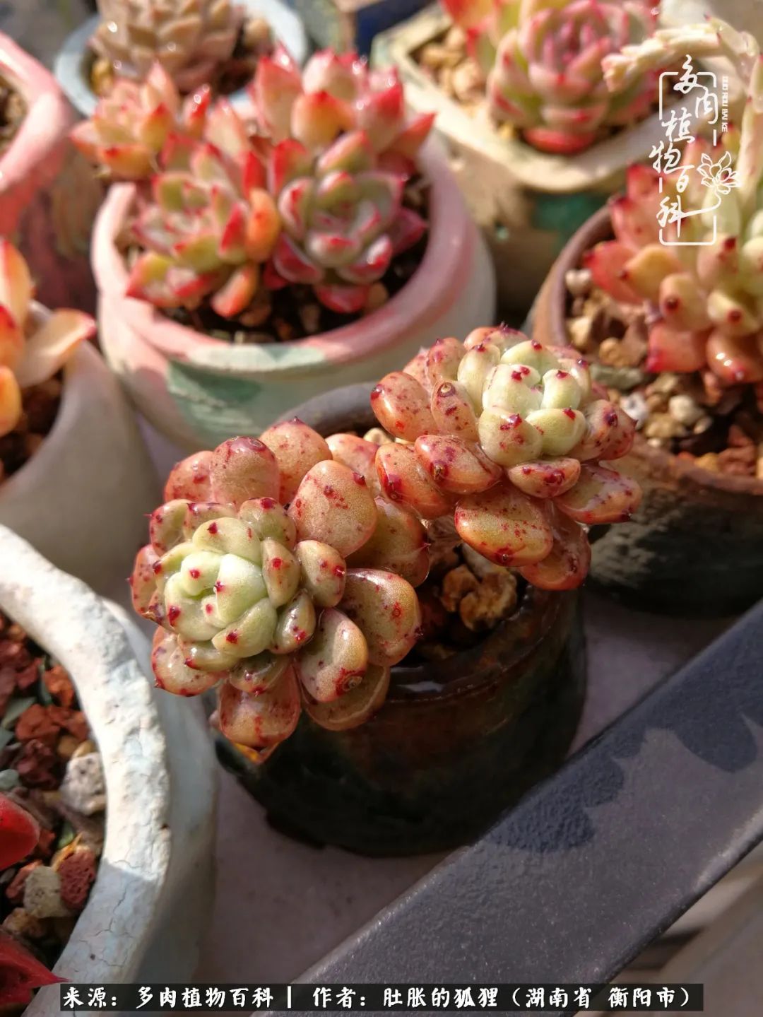 多肉用大盆养好还是用小盆养,多肉用石子养好还是用土养好