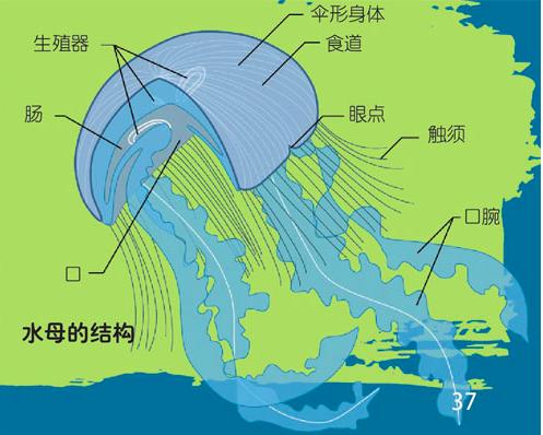 澳洲箱水母是世界上最毒的水母吗,箱形水母是最毒的动物吗