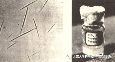 世界第一例病毒是什么,第一个病毒是怎么诞生的