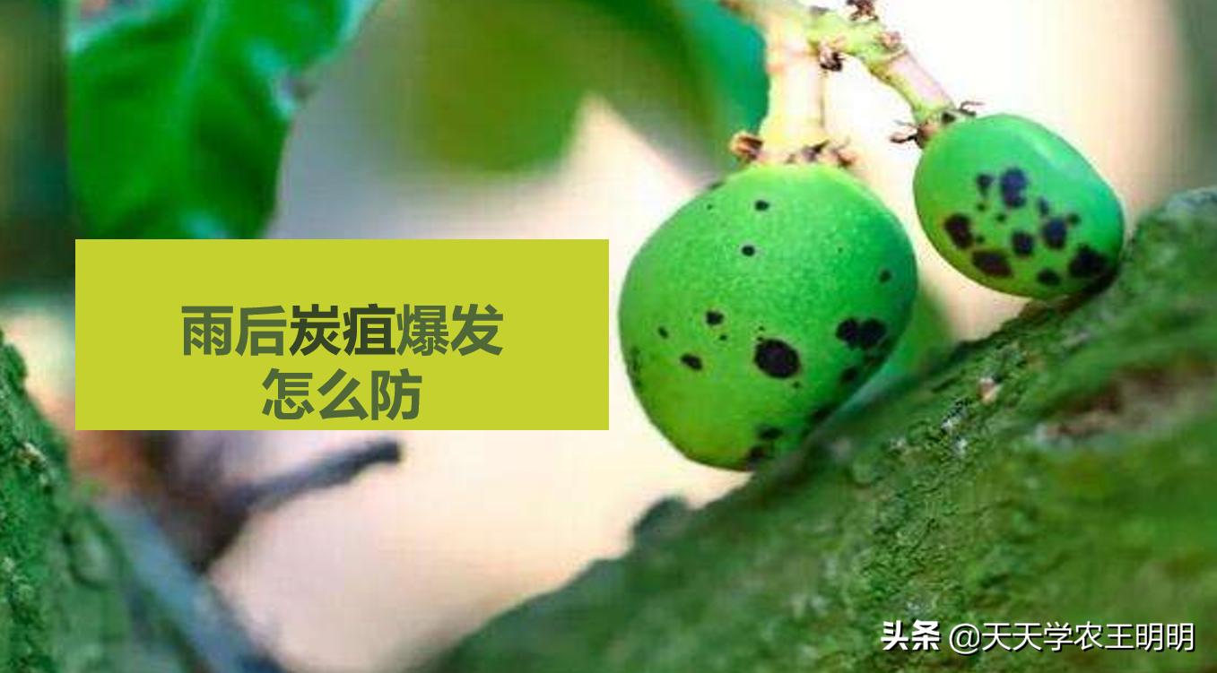 芒果炭疽用什么药,芒果炭疽