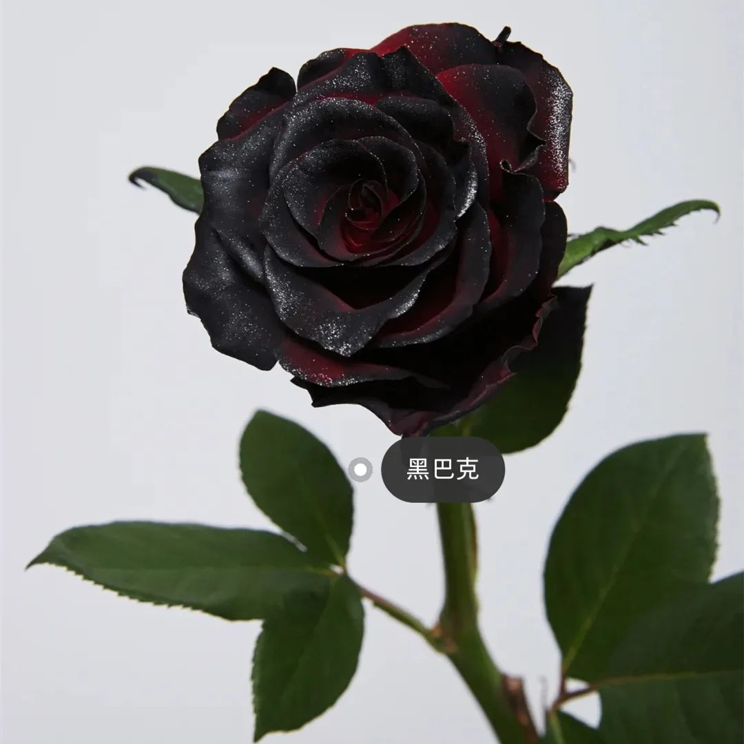 网红爆款喷花,网红喷花系列