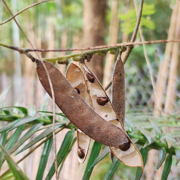 鸡骨草的用途可药用和食用,误食会中毒,用前必须要了解它的特点