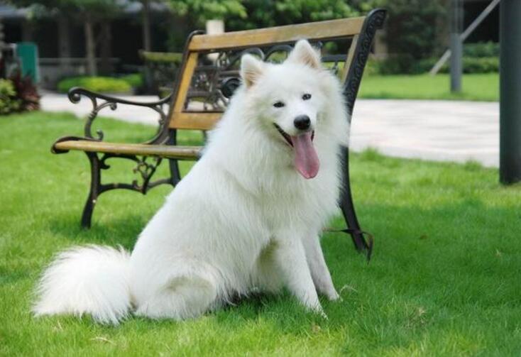 怎么养好一只萨摩耶新手,熊版萨摩耶适合新手养吗