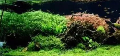 家装室内水系造景设计,家居鱼池假山布局