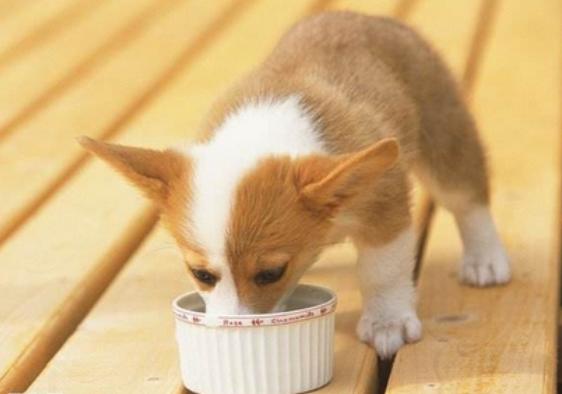 不知道狗狗吃什么狗粮,不知道到底该买哪款狗粮了