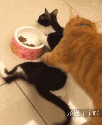 猫圈玄学,十橘九渣