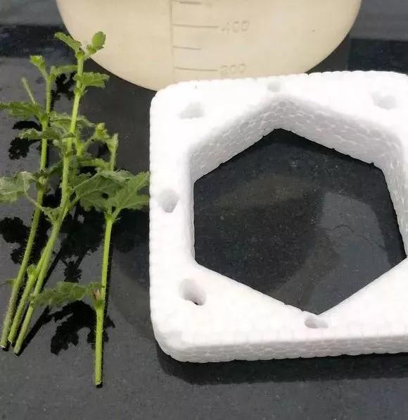 剪下枝条给根插水就能活的绿植,什么花枝条插水就能活