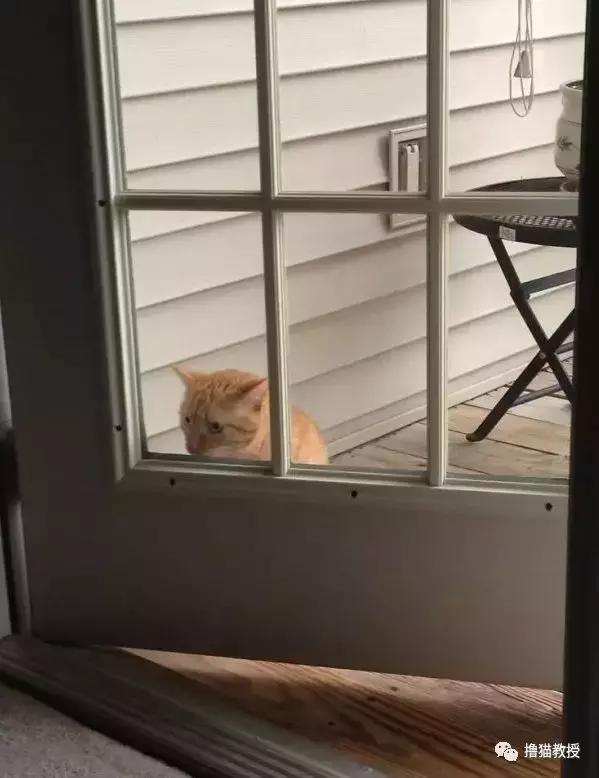 猫咪能明白人在哭吗,猫咪长大了一点为什么还总是叫