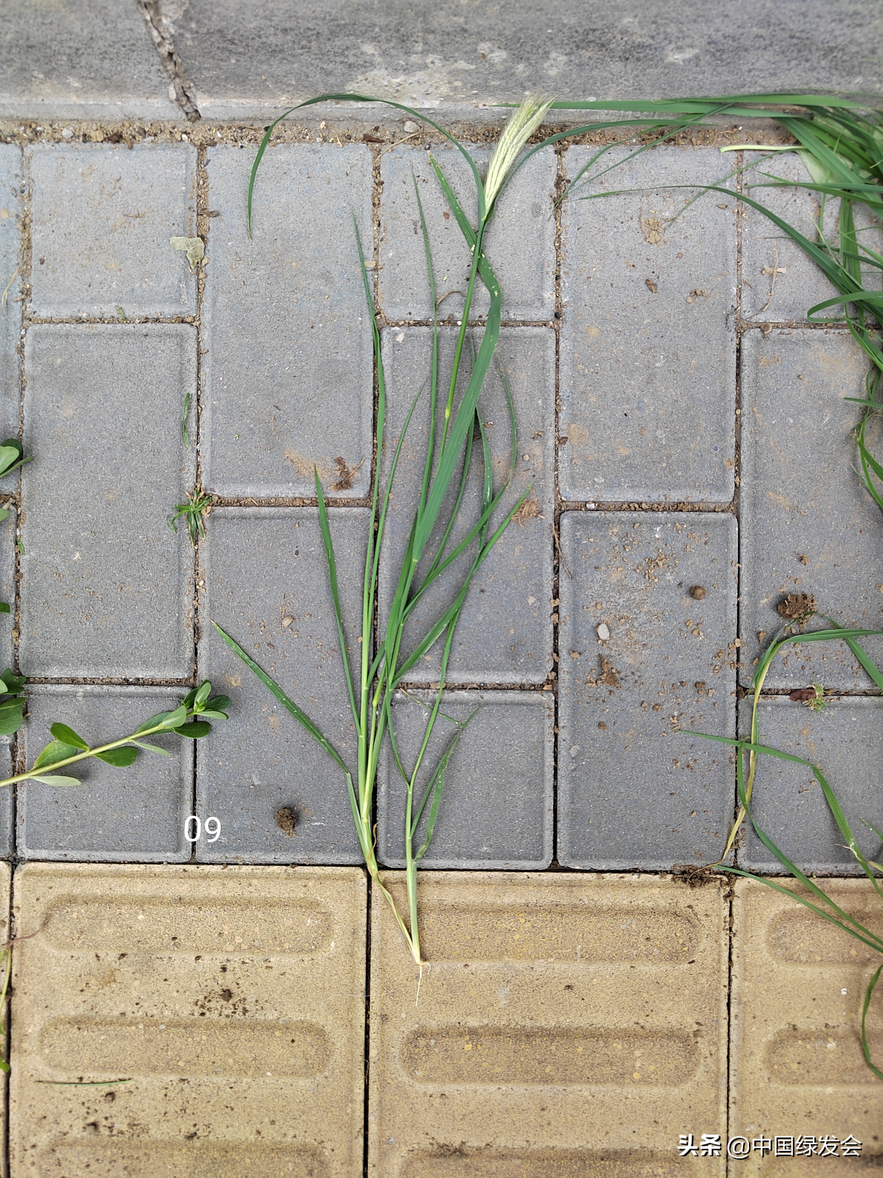 去野草留“精华”，整齐划一的草坪如何体现北京生物多样性？