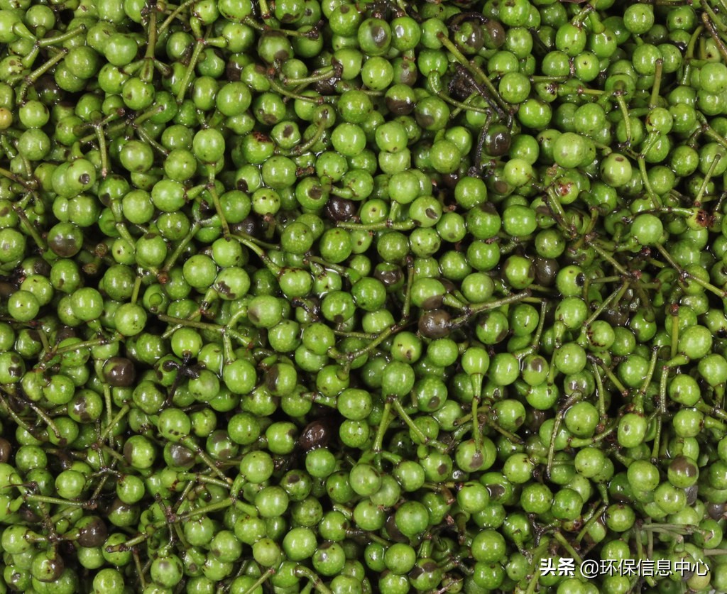废物防疫农林废料再制成纸香皂台湾杉、马告精油抗菌留香